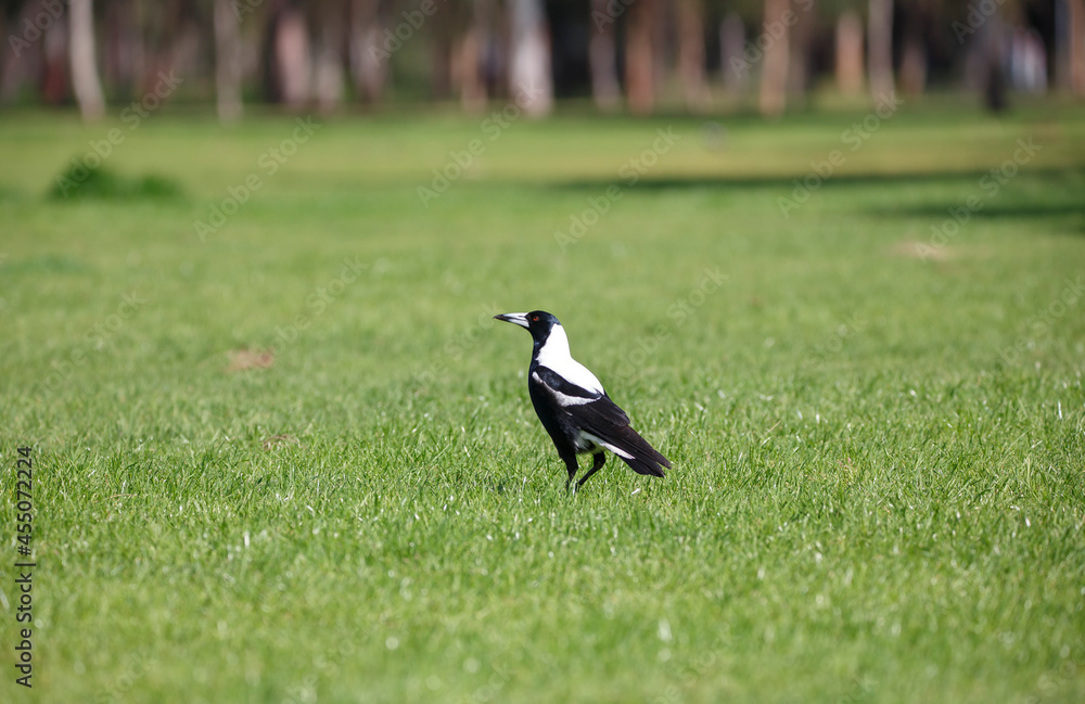 Australian magpie bird on a field of grass with trees in the distance, in broad sunlight in Adelaide Australian magpie bird on a field of grass with trees in the distance, in broad sunlight in Adelaide