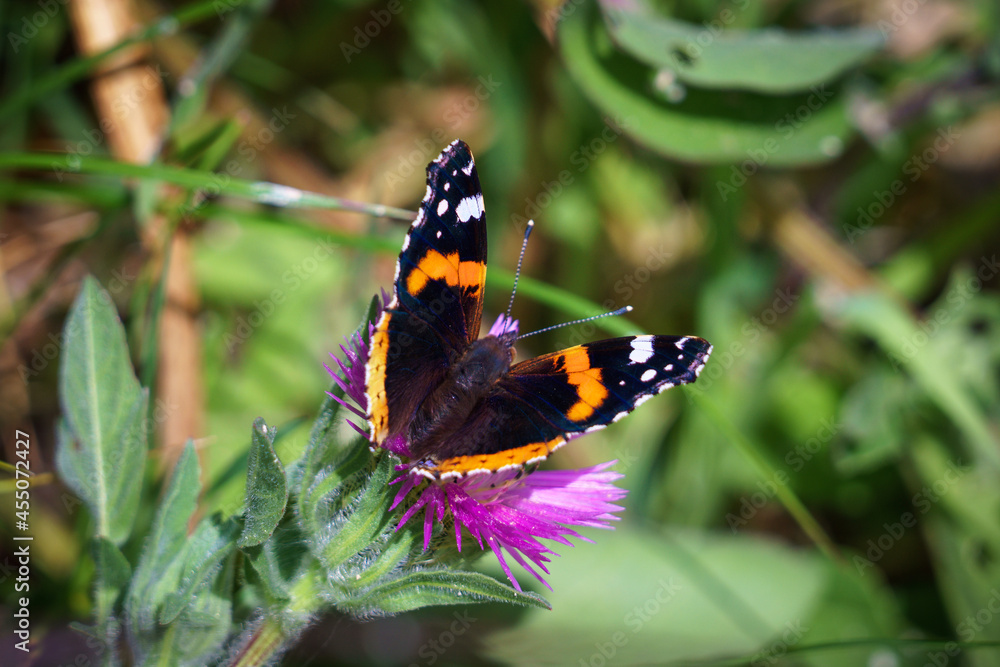 Butterfly on thistle flower Butterfly on thistle flower