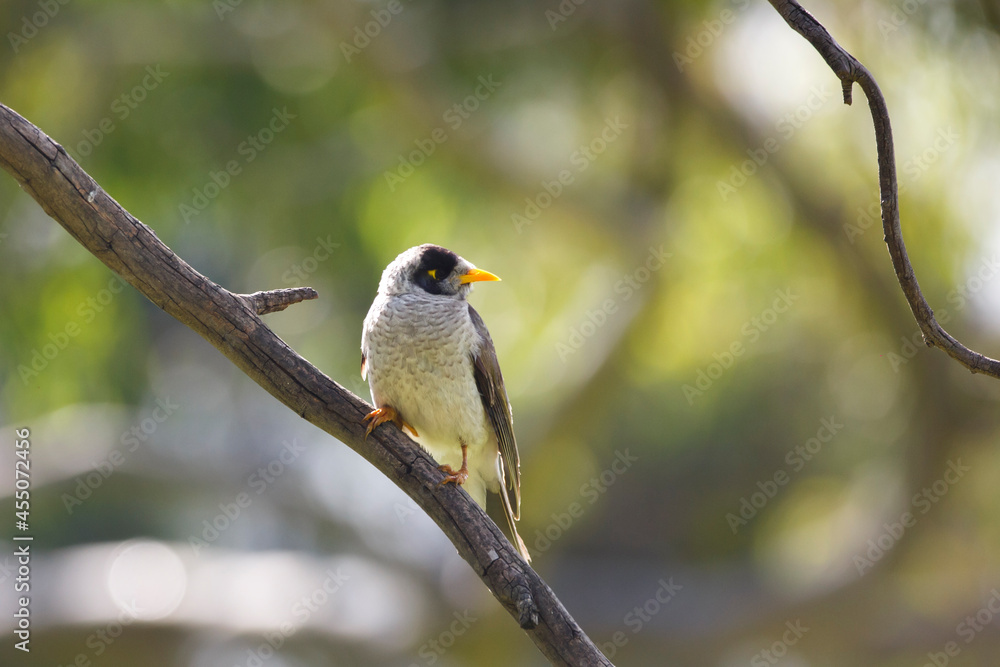 Australian native noisy miner bird perched on a tree branch backlit from the sun, in Adelaide, South Australia Australian native noisy miner bird perched on a tree branch backlit from the sun, in Adelaide, South Australia