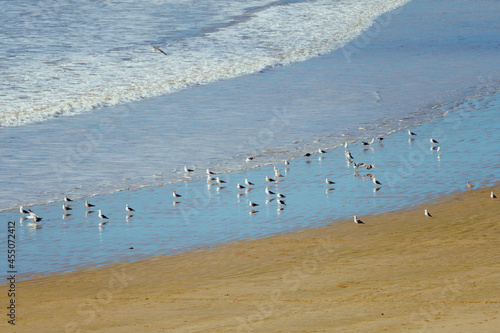 Fotografie Flock of seagulls on the shore of the beach.