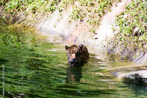 Two leopards are playing in the pond.