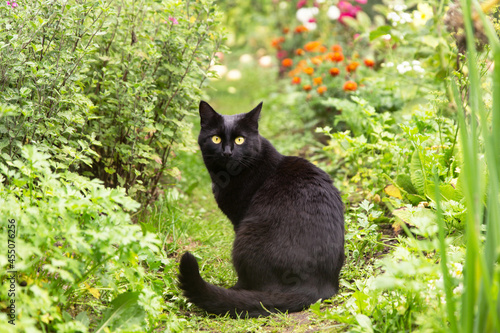 Fototapeta Naklejka Na Ścianę i Meble -  Beautiful black bombay cat with yellow eyes sit outdoors in nature in autumn summer garden with plants and flowers