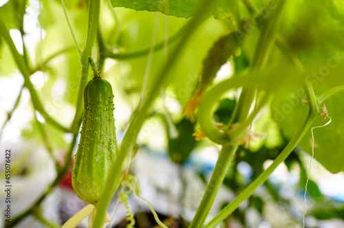Cucumber grows in a greenhouse. Growing fresh vegetables in a greenhouse