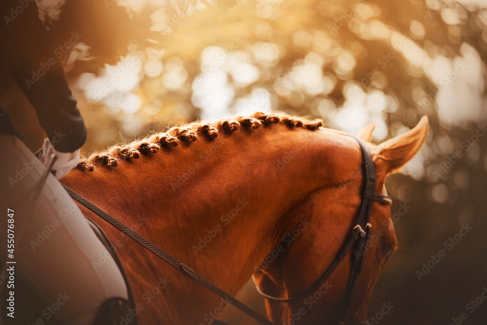 A beautiful sorrel horse with a rider in the saddle has a braided mane, illuminated by warm sunlight on an autumn day. Equestrian life. Horse riding. - obrazy, fototapety, plakaty 