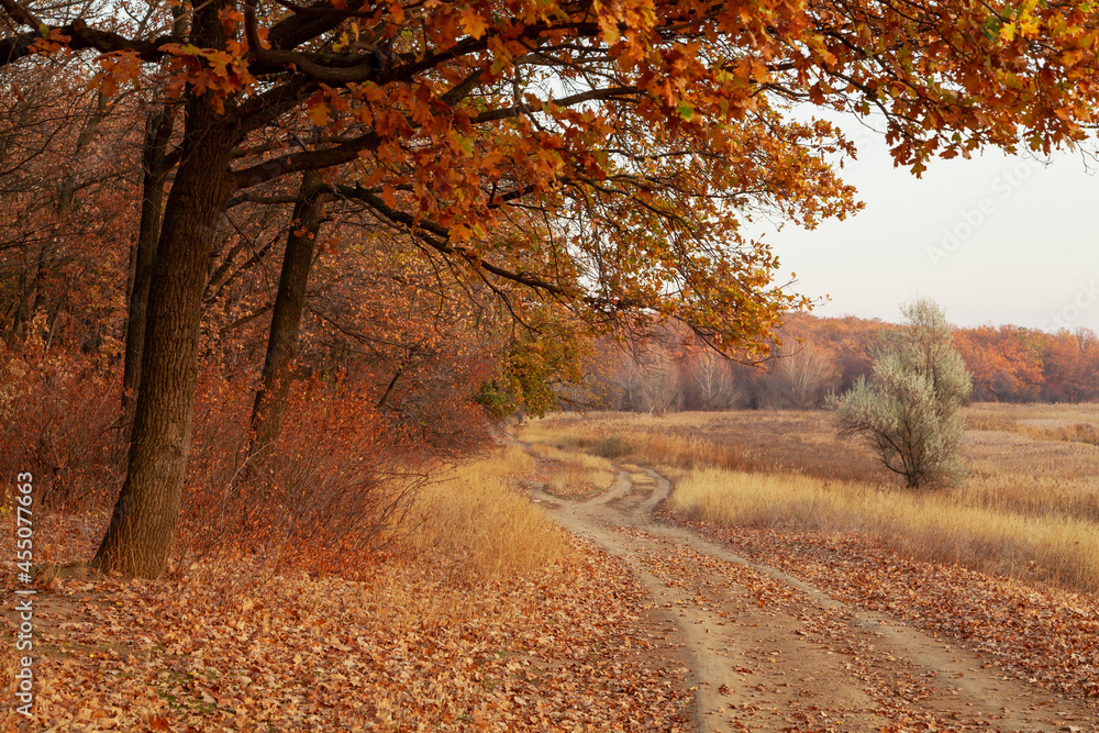 Obraz premium Scenic autumn landscape with dirt road
