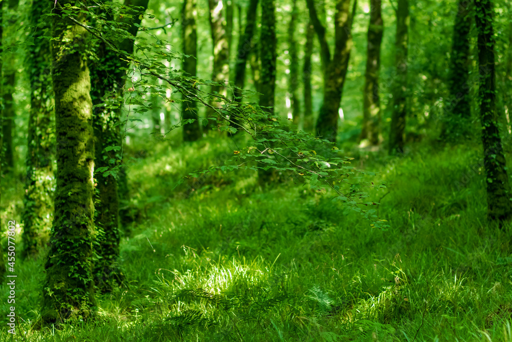 Ireland forest at summer time. Green background