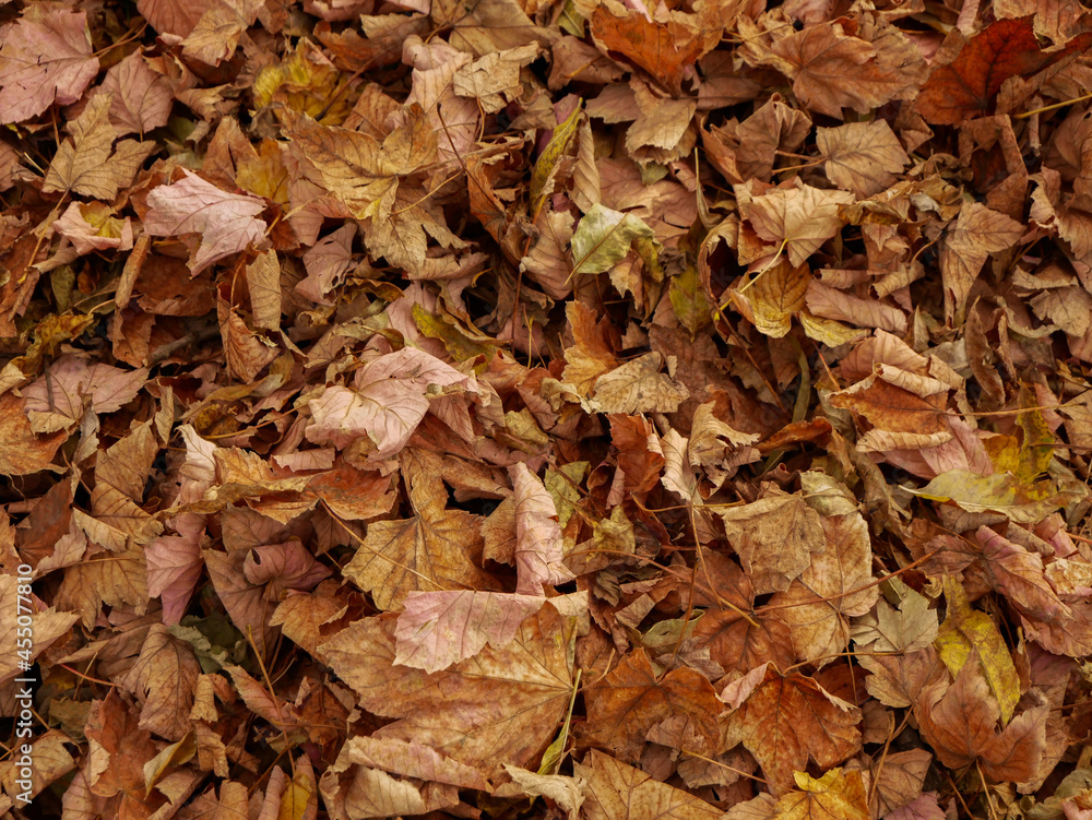 Autumn dry leaves. Background texture dry leaves Autumn dry leaves. Background texture dry leaves