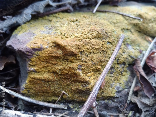Os liquens (ou fungos liquenizados) em rochas na Caatinga, Nordeste do Brasil. photo