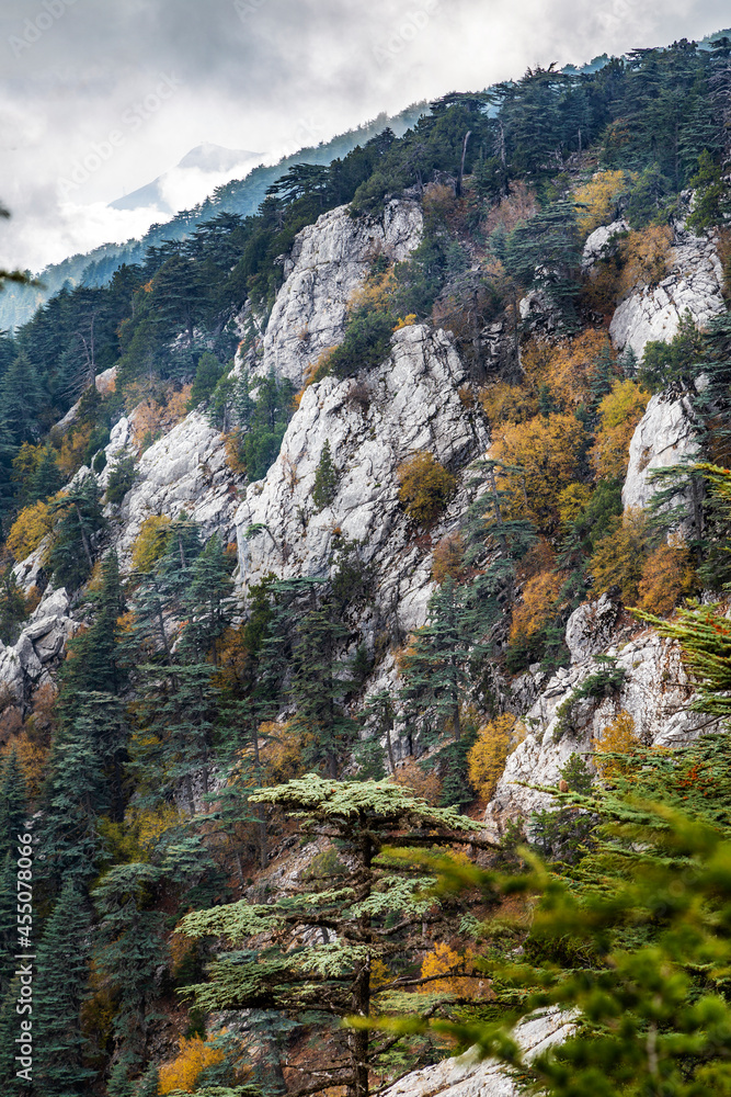 Autumn and wild horses in the cedar forests of AntalyaBey Mountains
