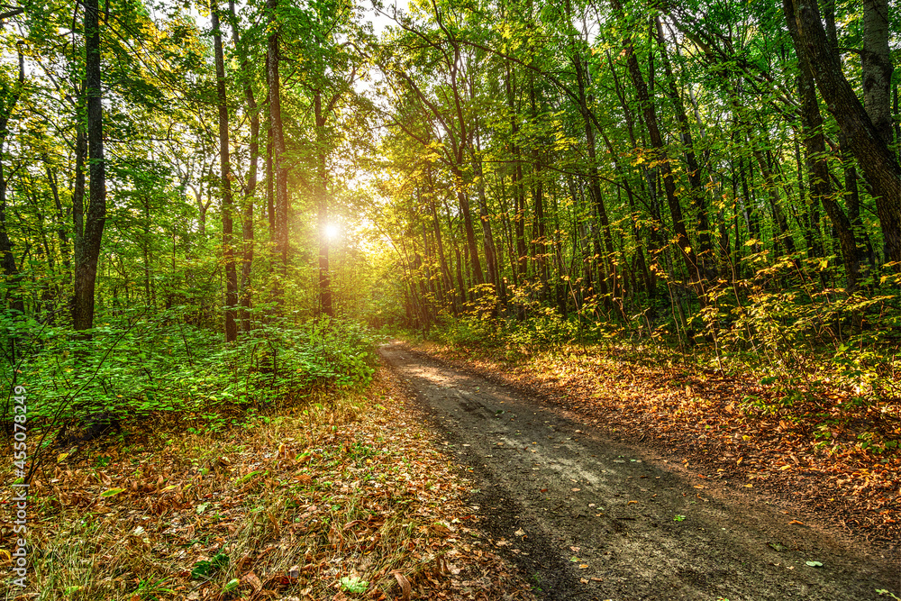 Autumn nature background. Path through forest. Green, Red and yellow foliage. Scenic nature. forest Fall season Autumn nature background. Path through forest. Green, Red and yellow foliage. Scenic nature. forest Fall season