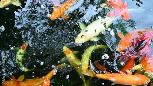 Slow motion of Koi fish or carp fish swimming in pond. It golden red orange and yellow of body koi fish. The surface ripples while the carp fish swim in the pond.