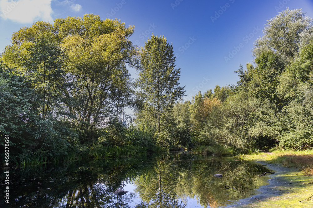 Reflections in a small pond