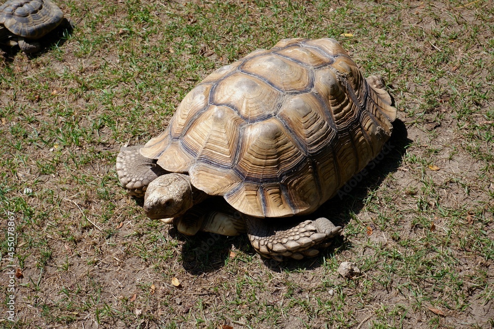 giant tortoise going on the grass in the zoo of Budapest in Hungary giant tortoise going on the grass in the zoo of Budapest in Hungary
