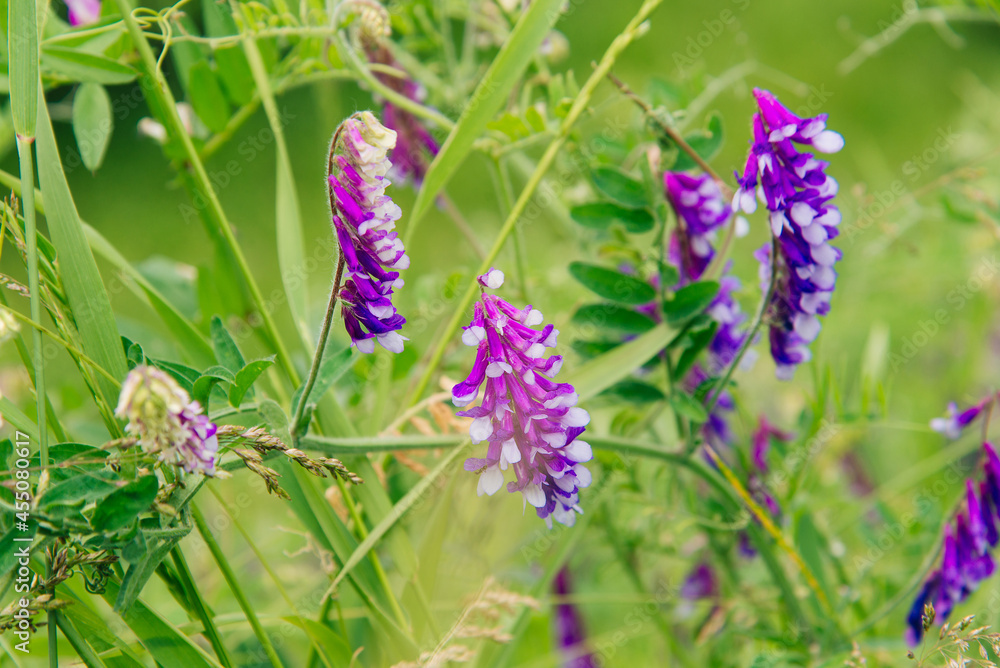 Blossom of lathyrus in the garden. Blossom of lathyrus in the garden.