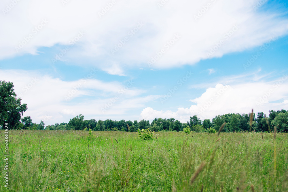 Summer meadow with large trees with fresh green leaves. Sunny day. Summer meadow with large trees with fresh green leaves. Sunny day.