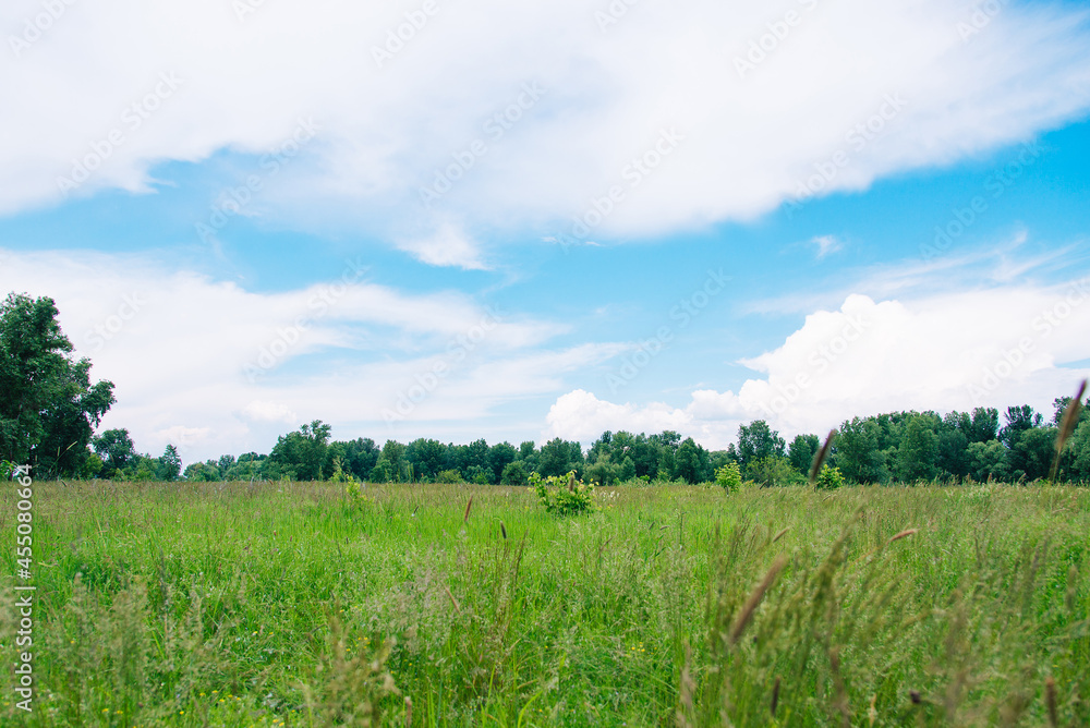 Summer meadow with large trees with fresh green leaves. Sunny day.	