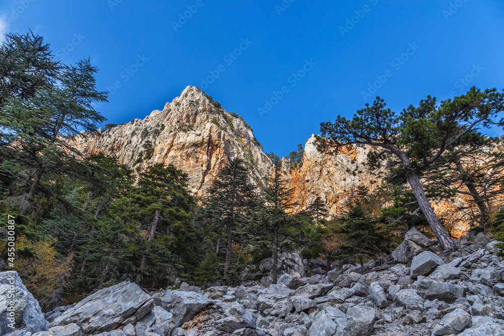 Autumn and wild horses in the cedar forests of AntalyaBey Mountains