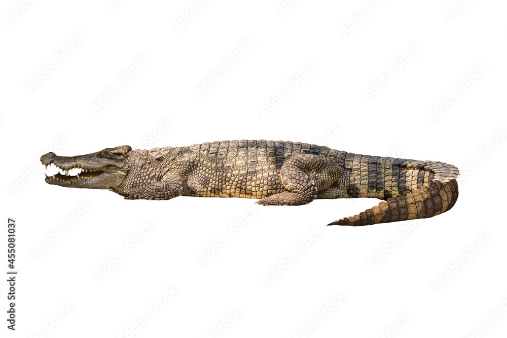 Naklejka premium Close-up Large Crocodile image solated on white background.