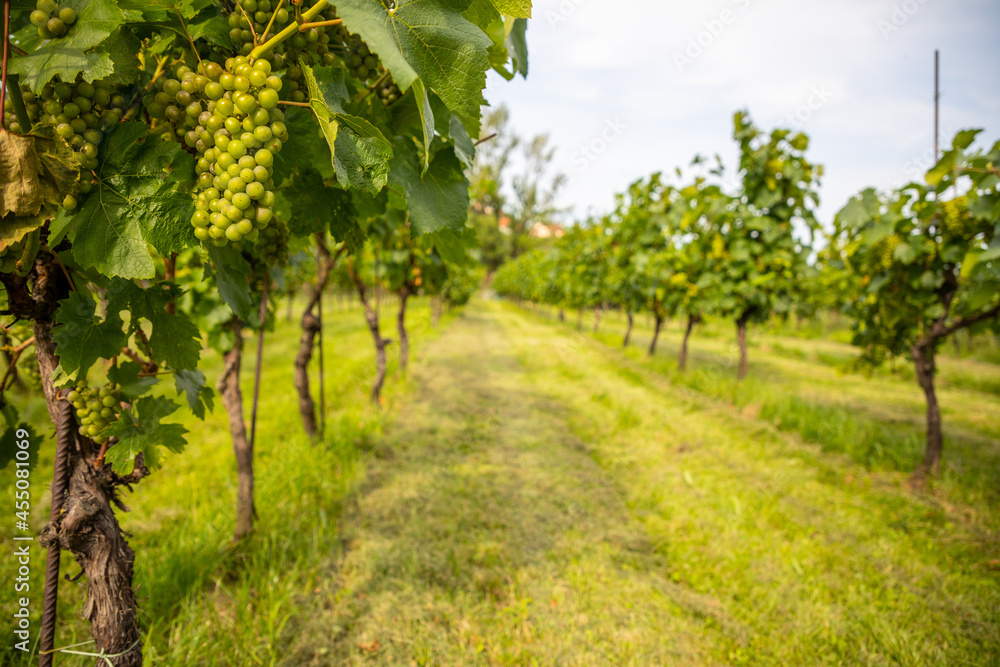 Wine Vineyards. Young wine bushes of grape plantation in Prague city, Czech republic 