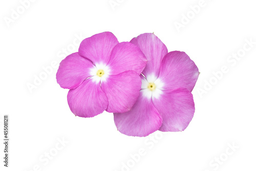 Image  pink flowers isolated on the white background. Image easy editable pink flowers.