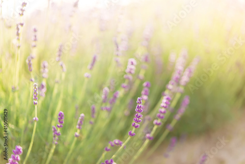 Panorama of lavender field morning summer blur background. Summer lavender. Floral background. Shallow depth of field 