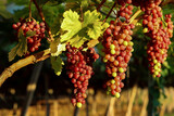 Vineyard for the production of table grapes through under awning breeding. Bunches of red grapes ripening in the foreground and multiple rows out of focus in the background.