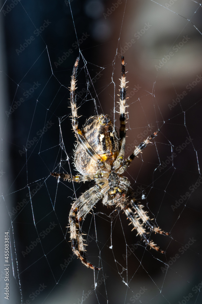 Spinne sitzt im Spinnnetz und wartet auf Beute Spinne sitzt im Spinnnetz und wartet auf Beute