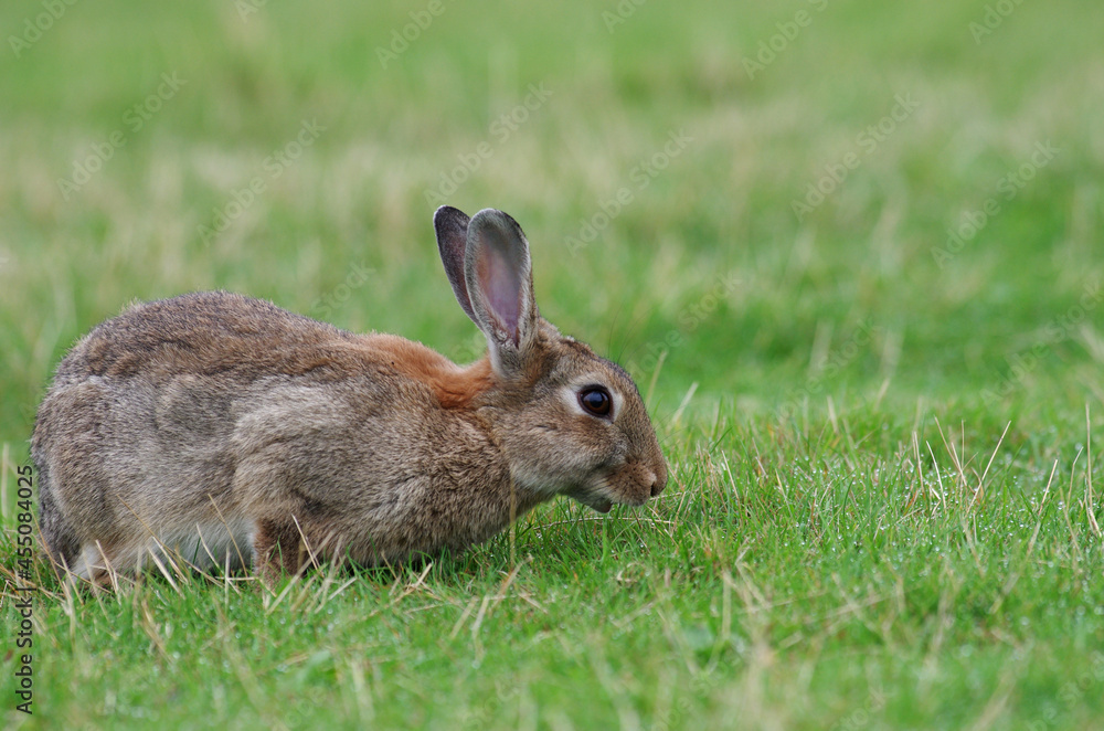 Fototapeta premium junges wildkaninchen frisst gras auf der wiese