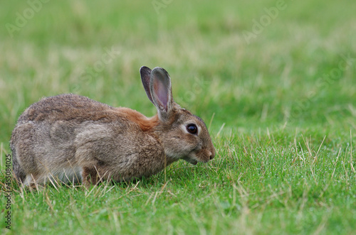 junges wildkaninchen frisst gras auf der wiese © cuhle-fotos
