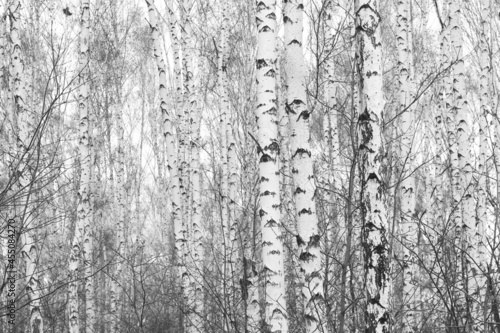 Young birches with black and white birch bark in winter in birch grove against background of other birches