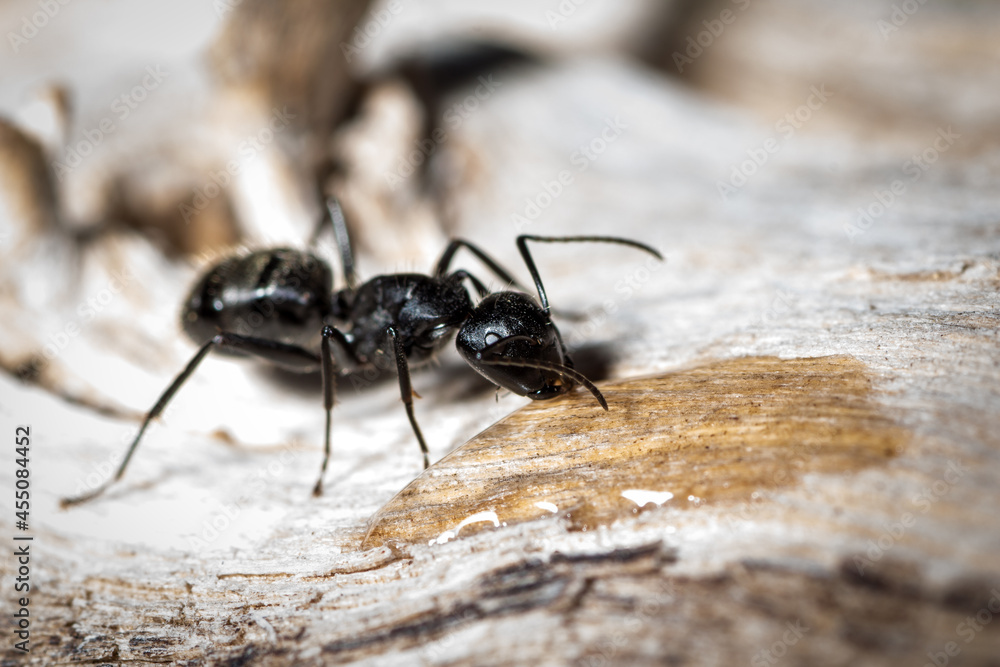 Camponotus vagus drink water and sugar in a old tree Camponotus vagus drink water and sugar in a old tree