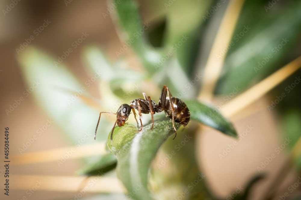 Naklejka premium Formica cunicularia worker drinking sugar water in a leaf