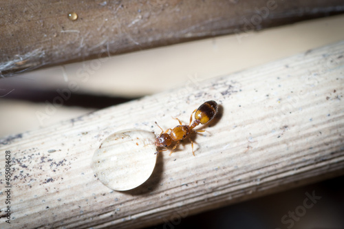 Temnothorax queen drink sugar water from a plant