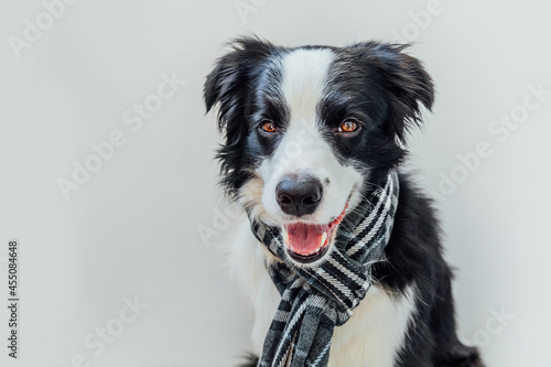 Funny cute puppy dog border collie wearing warm clothes scarf around neck isolated on white background. Winter or autumn dog portrait. Hello autumn fall. Hygge mood cold weather concept. © Юлия Завалишина