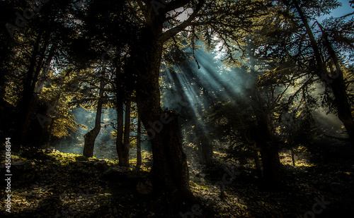 Sunlight filtering through a cedar tree in Antalya Bey Mountains