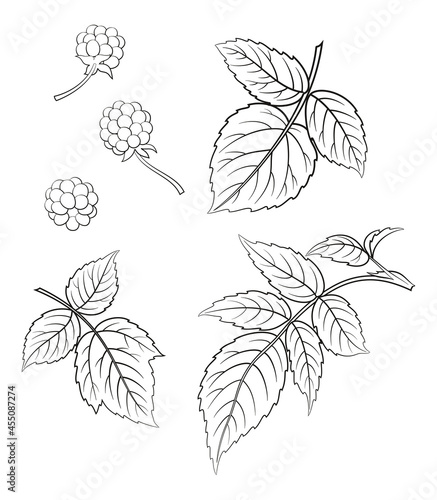 Blackberry and Leaves, Black Contours on White Background. Vector