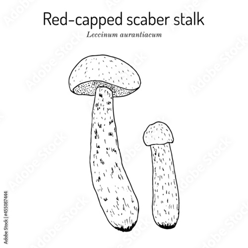 Red-capped scaber stalk Leccinum scabrum , edible mushroom