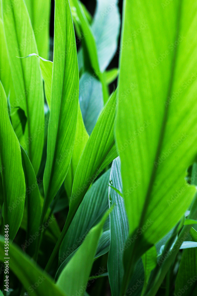 Turmeric, Haldi (Curcuma Longa) plant leaves isolated. Asian herb, India. Herbal Plant, Turmeric, Haldi farming. Turmeric, Haldi (Curcuma Longa) plant leaves isolated. Asian herb, India. Herbal Plant, Turmeric, Haldi farming.