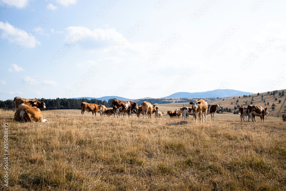 Obraz premium Group of cows standing outdoors in the field and grazing.