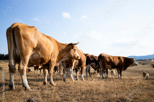 Group of cows standing outdoors in the field and grazing. © littlewolf1989