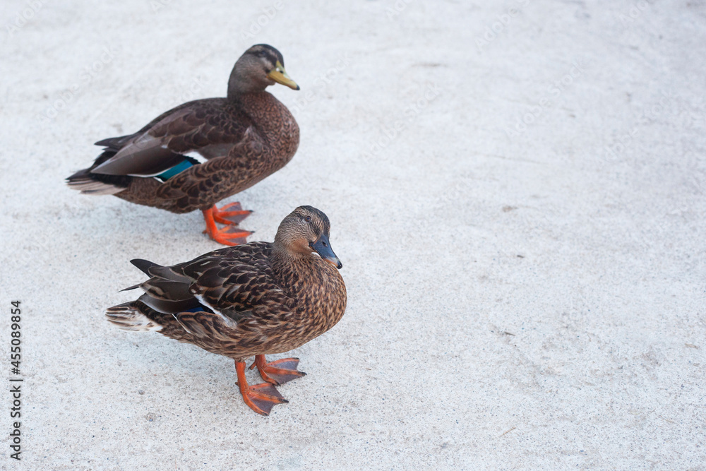 Two curious ducks Two curious ducks