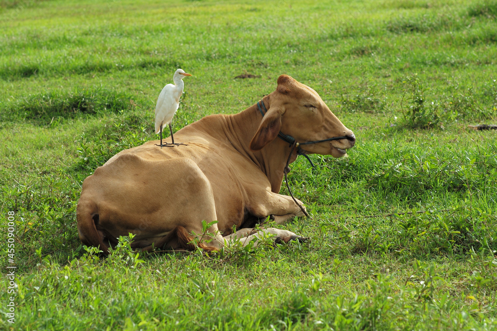A white bird stands on the body of the brown cow in the grass field A white bird stands on the body of the brown cow in the grass field