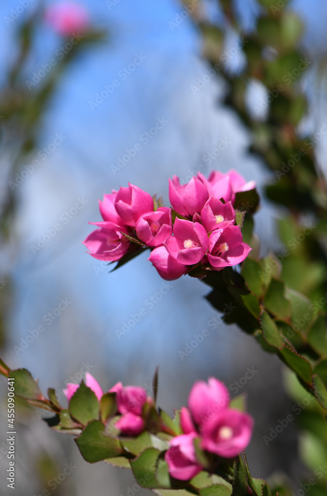 Obraz premium Deep pink flowers of the Australian Native Rose, Boronia serrulata, family Rutaceae, against blue sky. Growing in moist heath in Sydney, NSW. Spring flowering. Also found in sclerophyll forest 