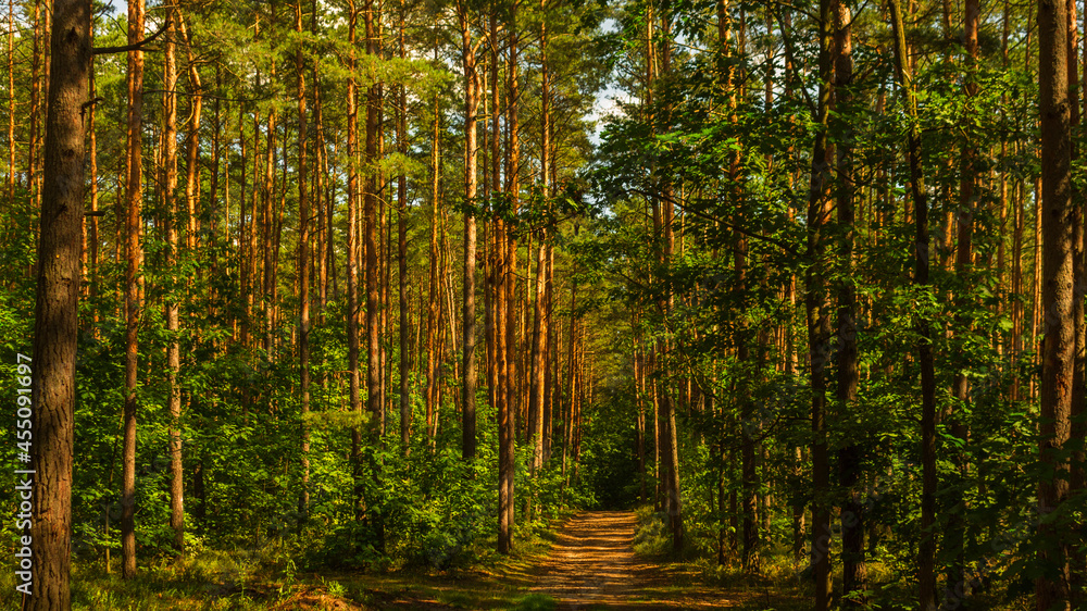 Fototapeta premium forest in the morning