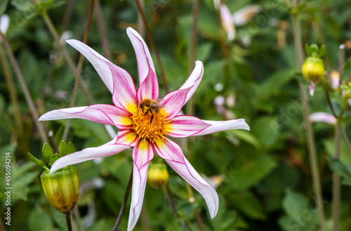 Majestic pink and white flower of Dahlia Honka Fragile pollinated by a bee.  photo