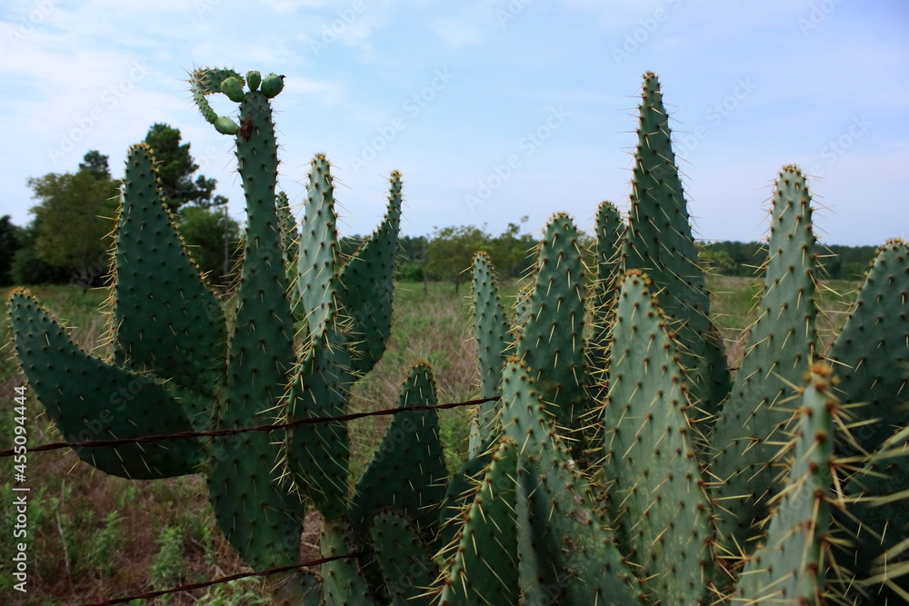 Waller Cactus Waller Cactus