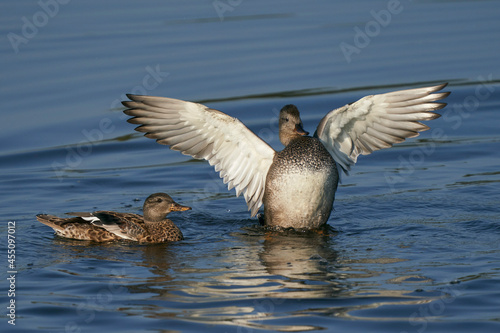 Gadwall (Anas strepera) with wings extended on a lake at Ham Wall in Somerset, United Kingdom.