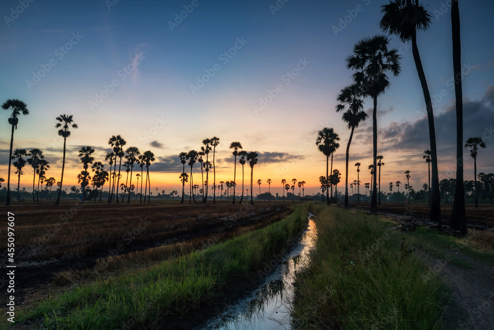 Sugar palm and rice farm with twilight sky, Thailand