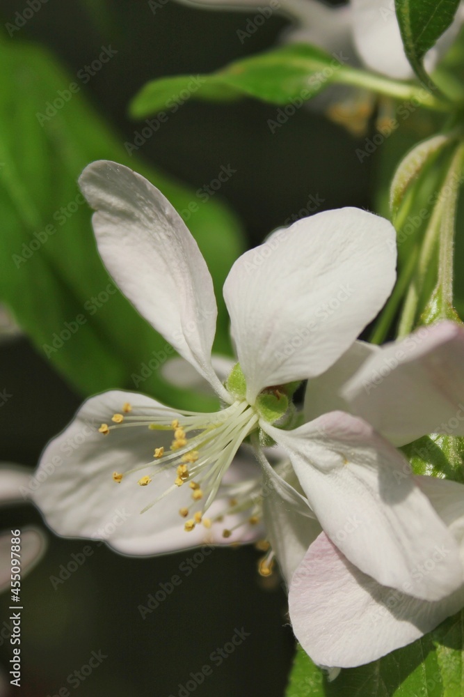 Fototapeta premium close up of a flower