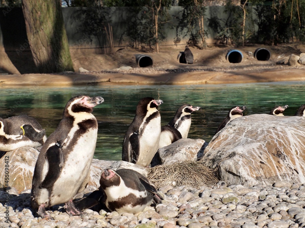 Obraz premium penguins